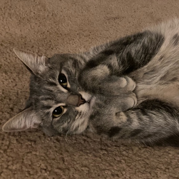 Meet your Posher, Darlene - Picture 1 of 1